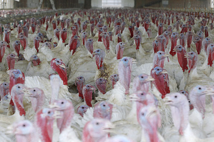 Európai Uniós támogatásból korszerűsítették a pulykaólat