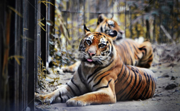 Bemászott a szibériai tigrishez, hogy megsimogassa