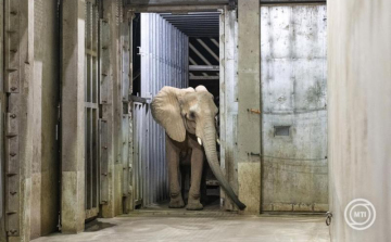 Újabb afrikai elefánt érkezett a Nyíregyházi Állatparkba