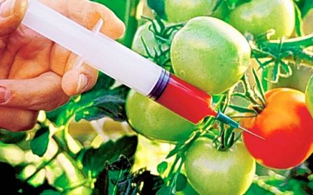 Magyarország vezetheti be elsőként az új uniós GMO-szabályokat