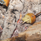 Jelzésfestés a Delta Turista Egyesülettel