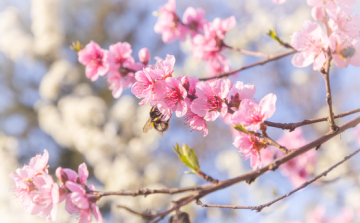 Tavaszias idő várható a húsvéti hosszú hétvégén